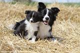 BORDER COLLIE 624